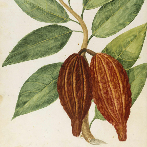 Le cacao : cabosse